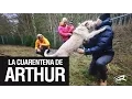 ARTHUR el Perro Ecuatoriano La entrevista a Mikael Lindnord y la cuarentena