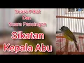 Download Lagu Suara Pikat dan Pancingan Sikatan Kepala Abu Bahan Ombyokan