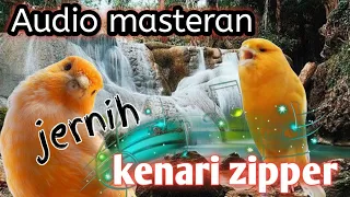 Download Masteran Kenari zipper speed rapat,Masteran audio jernih MP3