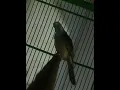 Download Lagu Burung wiwik kelabu 4:30 menit dgn tema pitutur jawa jago kluruk