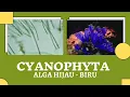 Download Lagu CYANOPHYTA | CYANOBACTERI | ALGA HIJAU | MATERI LENGKAP ALGA HIJAU