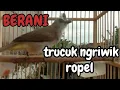 Download Lagu TRUCUKAN NGRIWIK ROPEL BAGUS UNTUK PANCINGAN