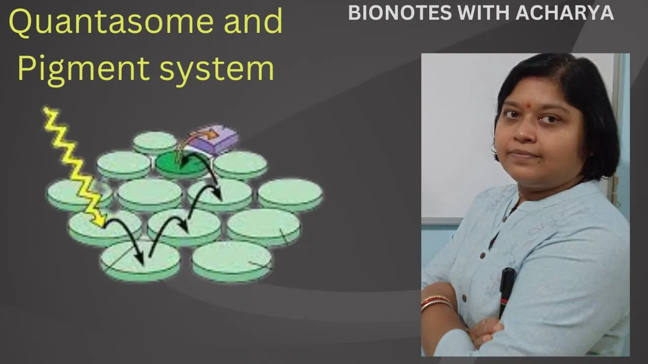 What is Quantasome and Pigment System|| Photosynthesis||