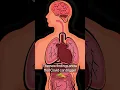 Long Covid Study Links Lingering Virus With Bowel-to-Brain Havoc