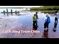 Download Lagu Trở lại Tràm Chim