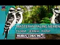Lagu Guru vokal Murai suara pedas dan rapat Pelatuk sampit atau pelatuk beras