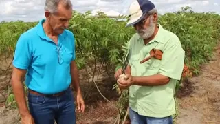 Aprenda técnicas de manejo adequado para o cultivo de mandioca