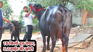 👍छोटे उम्र के ब्रीडर की Full हाईट और लम्बाई की झोटी ताजी सुई 🏆18 किलों दूध तैयार with female Calf.👌
