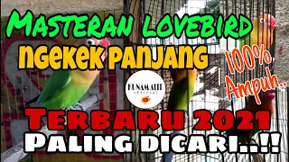 Download Masteran Lovebird ngekek panjang || Terbaru 2021 | paling dicari... !!! MP3