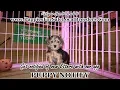 YOKRIE PUPPIES FOR SALE GEORGIA LOCAL BREEDERS GWINNETT COUNTY GA