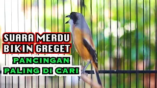 Download PANCINGAN PALING DICARI SUARA CENDET MERDU, CENDET GACOR FULL ISIAN MP3
