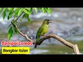 Download Lagu Suara Cucak Ijo Ribut di Hutan Trawangan