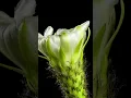 Download Lagu Beautiful Flower with Music Sergey Grischuk #Short #SergeyGrischuk