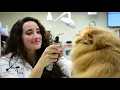 Hospital Overview Nashville Veterinary Specialists and Animal Emergency