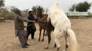 Powerful Horse Breeding Natural Stallion Mare Mating Horse Breeding Farm