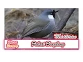 Download Lagu Suara Kicau BURUNG POKSAY HONGKONG Ngoceh Panjang Untuk MASTERAN dan PANCINGAN