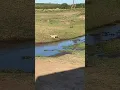 Download Lagu 3 male lions defend cub against attacking mother lion!