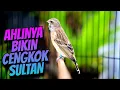 Download Lagu AHLINYA BIKIN CENGKOK ISIAN MEWAH - MASTERAN BLACKTHROAT GACOR SUARA JERNIH DURASI PANJANG