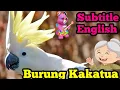 Download Lagu Lagu Anak - Burung Kakatua Subtitle English - Child Song kockatoo - children's education
