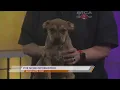 SPCA of East Texas Mr Coffee