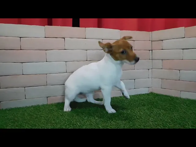動画