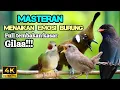 Download Lagu MASTERAN MURAI BATU | MATERI MUDAH DITIRU TEMBAKAN KASAR GILA