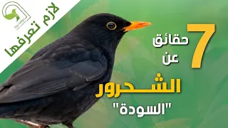 طائر الشحرور صاحب اعذب صوت واجمل تغريدات  طائر الشحرور صاحب اعذب صوت واجمل تغريدات