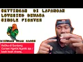 Download Lagu SETTINGAN LAPANGAN LOVEBIRD DEWASA SINGLE FIGHTER - Di gantangan Cuman Ngetik Ngetik Aja