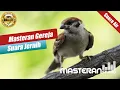 Download Lagu Masteran Gereja Jeda 1Menit (+Suara Air) Suara Jernih Mudah Ditiru Oleh Semua Burung #MasteranStudio