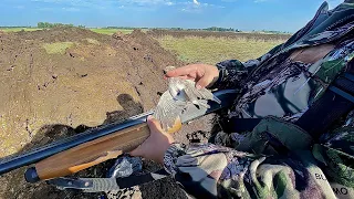 صيد طيور المطوق بسهل عكار شمال لبنان 