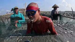 Tantangan Si Botak Panen Udang Vaname Dengan Mulut | JEJAK SI GUNDUL (08/10/26)