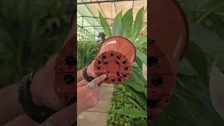 افضل طريقة سقي النباتات اكسبلور العراق Plants زراعة نباتات نباتات زينة نباتات زينة كربلاء 