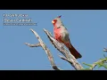 175 Bird Sounds of the United States
