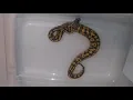 Everything I m selling at the Jackson Exotic Pet Expo August 2019