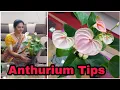 Growing conditions for ANTHURIUMS