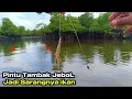 Download Lagu GAK PAKAI LAMA..!! Mancing Di Pintu Tambak Jebol Ternyata Ikannya Pada Ngumpul