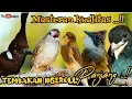 Download Lagu MASTERAN KUALITAS TEMBAKAN NGEROLL PANJANG || cililin - k,tembak - Tengkek - kenari - jenggot