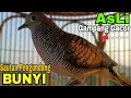Download Lagu PERKUTUT LOKAL GACIR SUARA PALING MUDAH DISAUT AUTO BIKIN GACOR