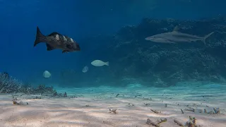 Peaceful Reef, Shark & Fish Watching 🐠 Relaxing guitare and Natural sounds 🎧 Immersive Ocean Video
