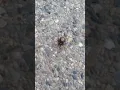 Big Butt Spider