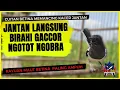Download Lagu Kacer Betina Memancing Kacer Jantan | Pancingan Kacer Agar Birahi Gacor Tarung Ngobra Dan Ngotot