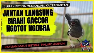 kacer betina memancing kacer jantan pancingan kacer agar birahi gacor tarung ngobra dan ngotot