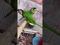 Download Lagu burung exotic, Takur Api sepasang, untuk penghuni aviarynya