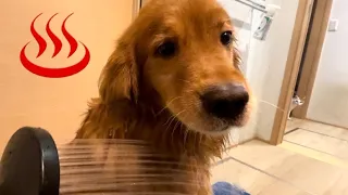 お風呂に入るゴールデンくうたと見にくる猫たち