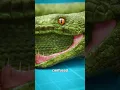 Download Lagu Some Snakes Eat Themselves 😨