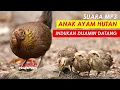 Download Lagu BARU TAHU TERNYATA BEGINI CARA MEMANGGIL INDUK AYAM HUTAN