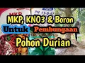 Lagu Application KNO3, MKP \u0026 Boron. untuk Perangsang Pembungaan Pohon DURIAN