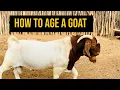 HOW TO AGE A GOAT