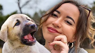 Introducing The SIX New Puppies 