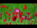 Download Lagu HART VAN ARABIË - ETNISCHE MUZIEK | HART VAN ARABIË - ETNISCHE MUZIEK #arabianmusic